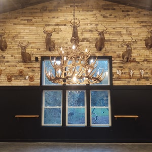 May include: A rustic interior featuring a large antler chandelier and deer head mounts on a wooden plank wall. The room has a black lower wall with windows overlooking a green outdoor scene.