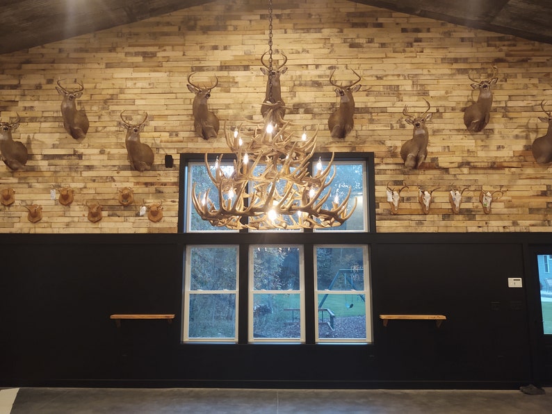 May include: A rustic interior featuring a large antler chandelier and deer head mounts on a wooden plank wall. The room has a black lower wall with windows overlooking a green outdoor scene.