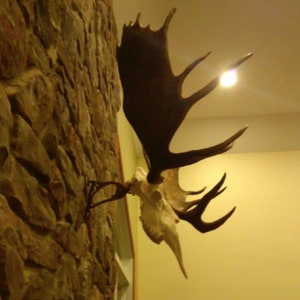 Faux Moose European Mount Skull Mount Antler Decor Cabin Decor Individually Handcrafted For Excellence
