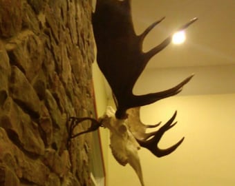 Faux Moose European Mount Skull Mount Antler Decor Cabin Decor Individually Handcrafted For Excellence
