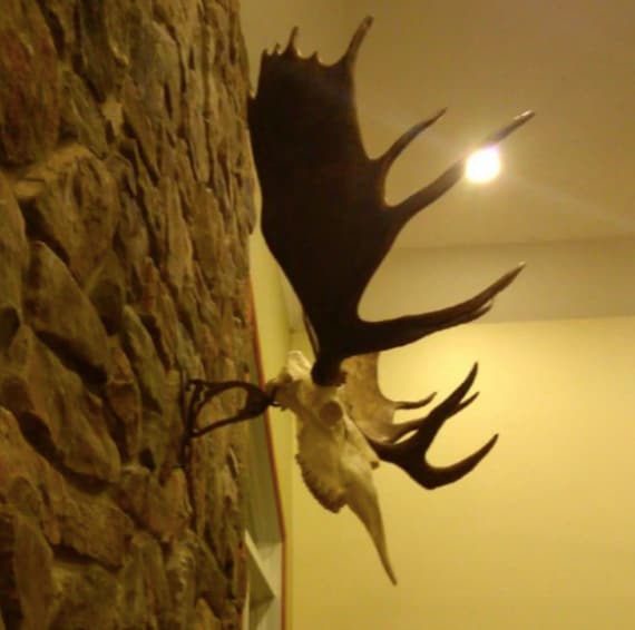 European Mount Skull Mount Faux Moose Antler Decor Moose Etsy