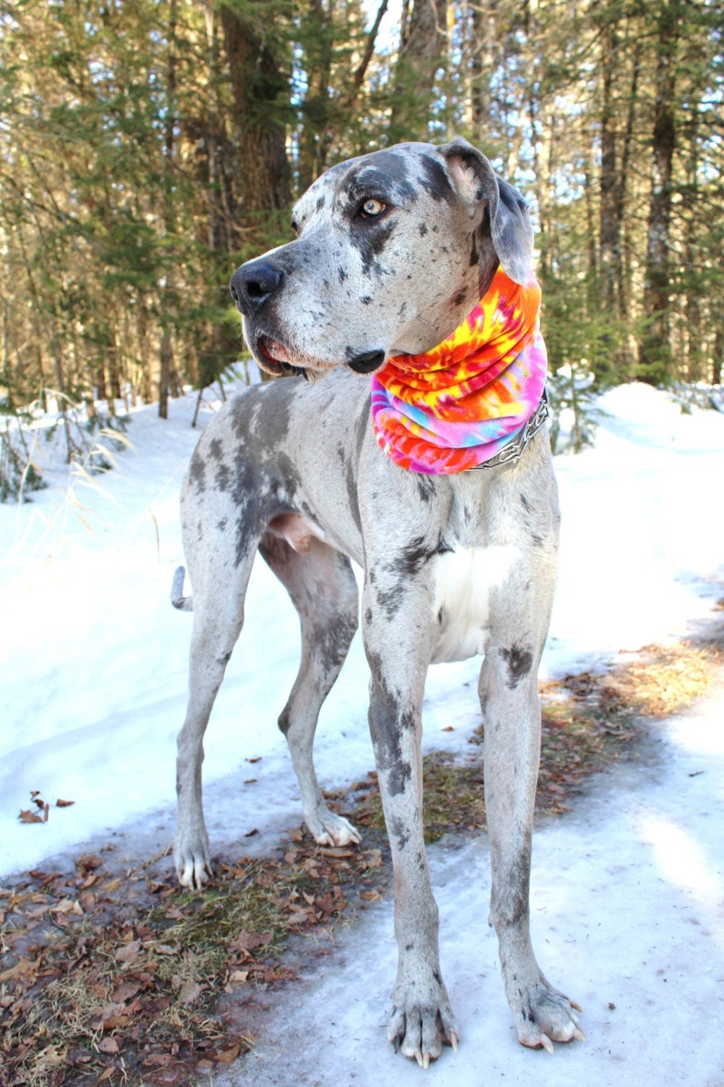 XL Great Dane Snood/Bright Tie Dye Swirl / Big Dog/ Rainbow/ Etsy