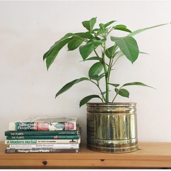 Vintage Brass Houseplant Planter Pot : House Indoor Plant Pot