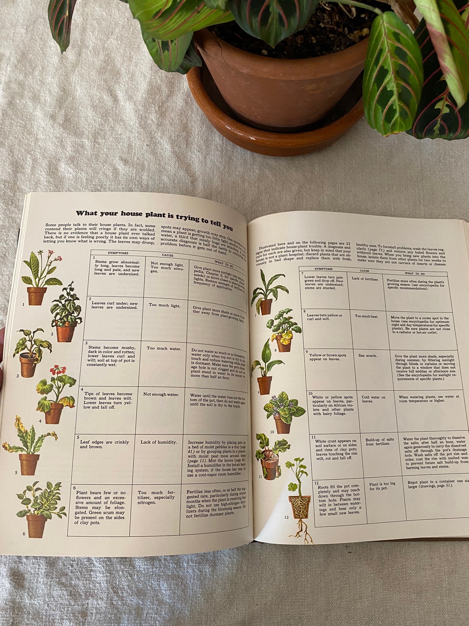 Vintage flowering House Plants Guide Book How to Care Etsy