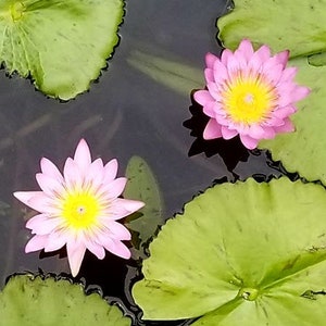 Op de afbeelding: Roze waterlelies met gele centra bloeien op groene waterleliebladeren in een vijver.