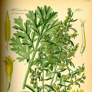 Puede incluir: Una ilustraci&oacute;n bot&aacute;nica de Artemisia Absinthium, tambi&eacute;n conocida como ajenjo, con una representaci&oacute;n detallada de las hojas, flores y semillas de la planta. La ilustraci&oacute;n est&aacute; etiquetada con el nombre cient&iacute;fico y el nombre com&uacute;n "Wermuth".