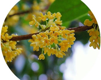 osmanthus fragrans perfume
