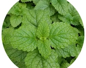 Organic Melissa essential oil Pure Potent anti viral (Melissa officinalis) Organic Lemon Balm Essential Oil Steam distilled Melissa oil