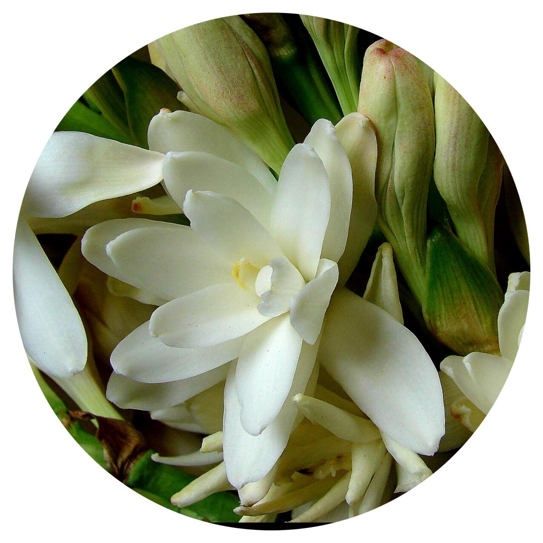 Tuberose Absolutes Öl Polianthes Tuberosa Indien Parfüm Floral
