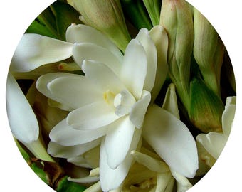 Tuberose Absolute oil Polianthes tuberosa India Perfume Floral Flower Extract All Natural fragrance Organic scent