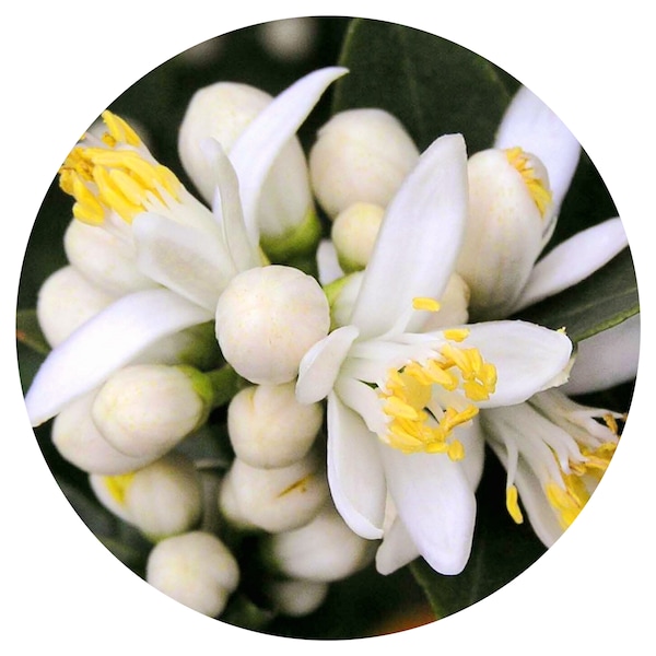 Neroli etherische olie Biologische Citrus aurantium amara Puur fijn Frans Frankrijk Oranjebloesem Authentieke echte huidverzorging Aromatherapie