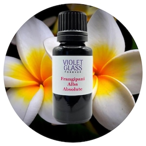 Frangipani Absolute Oil Plumeria alba extract Thailand rare real perfume perfumery natural organic authentic floral