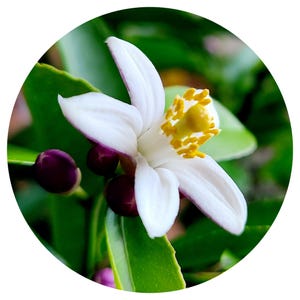 Neroli Absolute Oil Citrus aurantium Fine Bitter Orange Flower Perfume Natural Perfumery