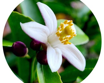 Neroli Absolute Oil Citrus aurantium Fine Bitter Orange Flower Perfume Natural Perfumery