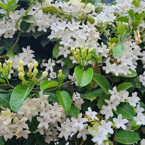 K&ouml;nnte beinhalten: Nahaufnahme eines Busches mit wei&szlig;en Bl&uuml;ten und gr&uuml;nen Bl&auml;ttern. Die Bl&uuml;ten sind klein und zart, mit jeweils f&uuml;nf Bl&uuml;tenbl&auml;ttern. Die Bl&auml;tter sind dunkelgr&uuml;n und gl&auml;nzend.