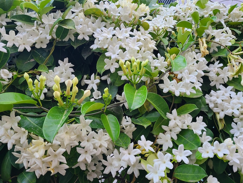 K&ouml;nnte beinhalten: Nahaufnahme eines Busches mit wei&szlig;en Bl&uuml;ten und gr&uuml;nen Bl&auml;ttern. Die Bl&uuml;ten sind klein und zart, mit jeweils f&uuml;nf Bl&uuml;tenbl&auml;ttern. Die Bl&auml;tter sind dunkelgr&uuml;n und gl&auml;nzend.