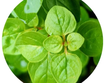 Organic Oregano essential oil Origanum vulgare