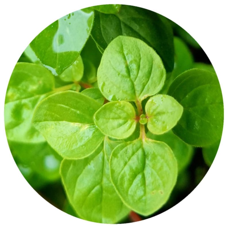 Organic Oregano essential oil Origanum vulgare image 1