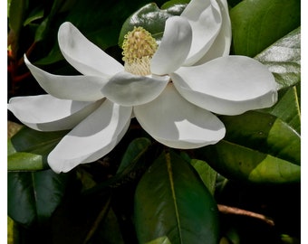 Huile absolue de fleur de magnolia, fleurs rares du sud de Grandiflora, parfum naturel de Bull Bay, parfum d'arôme, parfum naturel