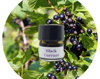 Black Currant Absolute Organic Ribes nigrum Pure Natural Perfume Perfumery Blackcurrant buds Scent Green Fruity Floral