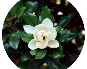 Frangipani Absolute Oil Red Plumeria Rubra India rare real perfume perfumery natural authentic tropical floral sweet scent aroma