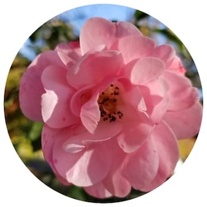 Aceite de semilla de rosa mosqueta orgánico de Bulgaria, prensado en frío, procesado en frío, Rosa canina moschata rubiginosa, extracto de CO2, humectante natural puro, rosa mosqueta
