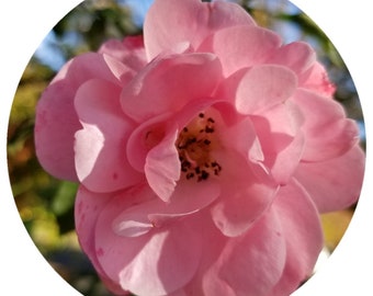 Rosehip Seed Oil Organic Bulgaria Cold Pressed Cold Processed Rosa canina moschata rubiginosa CO2 Extract Pure Natural Moisturizer rose hip