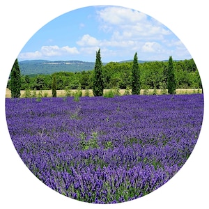 Lavender Absolute BULGARIA organic Lavandula angustifolia Perfume Perfumery Parfum Natural Scent Artisan Extraction