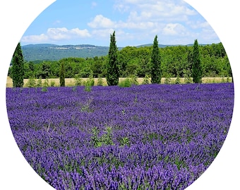 Lavanda Absoluta BULGARIA orgánica Lavandula angustifolia Perfume Perfumería Parfum Aroma Natural Extracción Artesanal