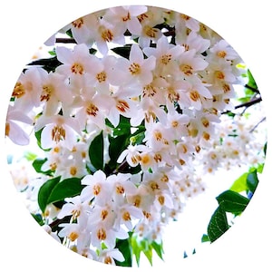 Styrax Benzoin Essential Oil Rare Organic STEAM DISTILLED Resin Indonesia Styracaceae Natural Fixative Perfume Cologne