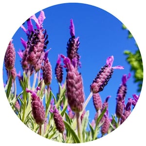 Lavender Absolute FRENCH Organic France Lavandula angustifolia Perfume Perfumery Parfum Natural Scent Artisan Extraction