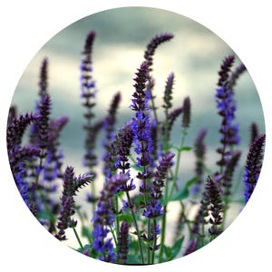 Spanish Sage Organic Essential Oil  Aromatherapy Perfumery Perfume scent