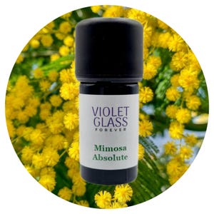Mimosa Absolute Pourable Francia Flor decurrens francesa Perfumería totalmente natural Aceite esencial Perfume líquido móvil