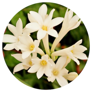 Tuberose Otto Pure Hydrodistilled Essential Oil Rare Polianthes tuberosa India All Natural Perfume Perfumery Hydro Distillled Essence