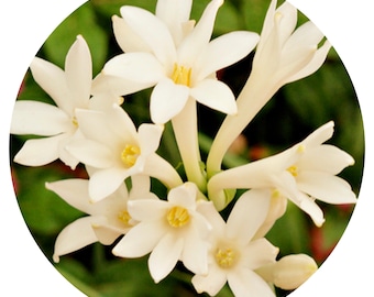 Tuberose Otto Pure Essential Oil Rare Polianthes tuberosa India All Natural Perfume Perfumery Essence