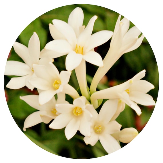 Tuberose Otto Pure Hydrodestilliertes ätherisches Öl Selten
