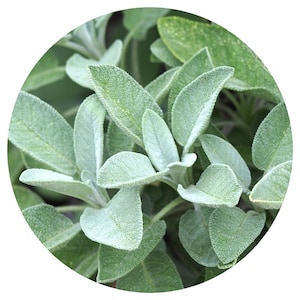 Biologische salie etherische olie Salvia officinalis Beste kwaliteit Bulgaria Garden Salie Verse kruiden Kamferparfumering Aromatherapieparfum