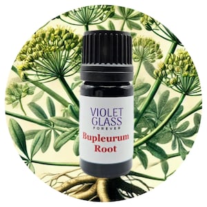 Bupleurum Root CO2 Extract Chai Hu Radix Bupleuri Essential Oil Organic High Quality Perfume Perfumery Aromatherapy TCM