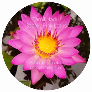 Organic Pink Lotus Absolute Sacred Tamil Nadu Nelumbo nucifera Rare finest quality Chemical Free All Natural scent fragrance pure perfume