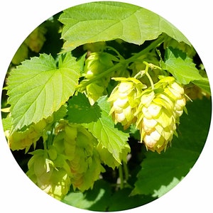 Organic Hops essential oil Humulus lupulus CO2 Select Hop Extract herbal top note Perfumery Aromatherapy high quality