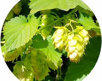 Organic Hops essential oil Humulus lupulus CO2 Select Hop Extract herbal top note Perfumery Aromatherapy high quality