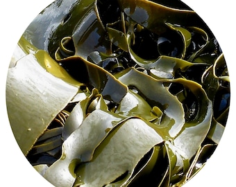 Seaweed Absolute Laminariales Kelp Oil Natural Perfumery Perfume Oceanic Scent Aroma