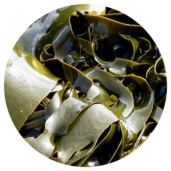 Algen Absolute Laminariales Kelp Oil Natürliche Parfümerie Parfüm Oceanic Duft Aroma