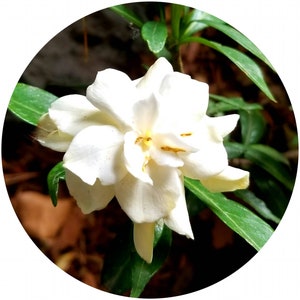 RARE Organic Gardenia Flower Maceration Essential Oil 10ml 2023 Batch  Enfleurage Infusion Blossoms of Real Gardenia Flowers 