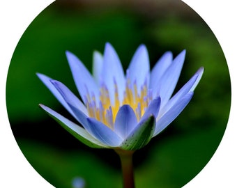 Blue Lotus Absolute Oil THAILAND Rare Nymphaea caerulea essential oil Perfumers absolute Honey like floral musk aquatic Perfume