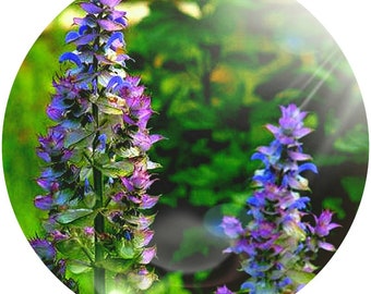 Clary Sage Absolute Oil Pure Salvia sclarea Natural Perfumery Perfume Fragrance Scent