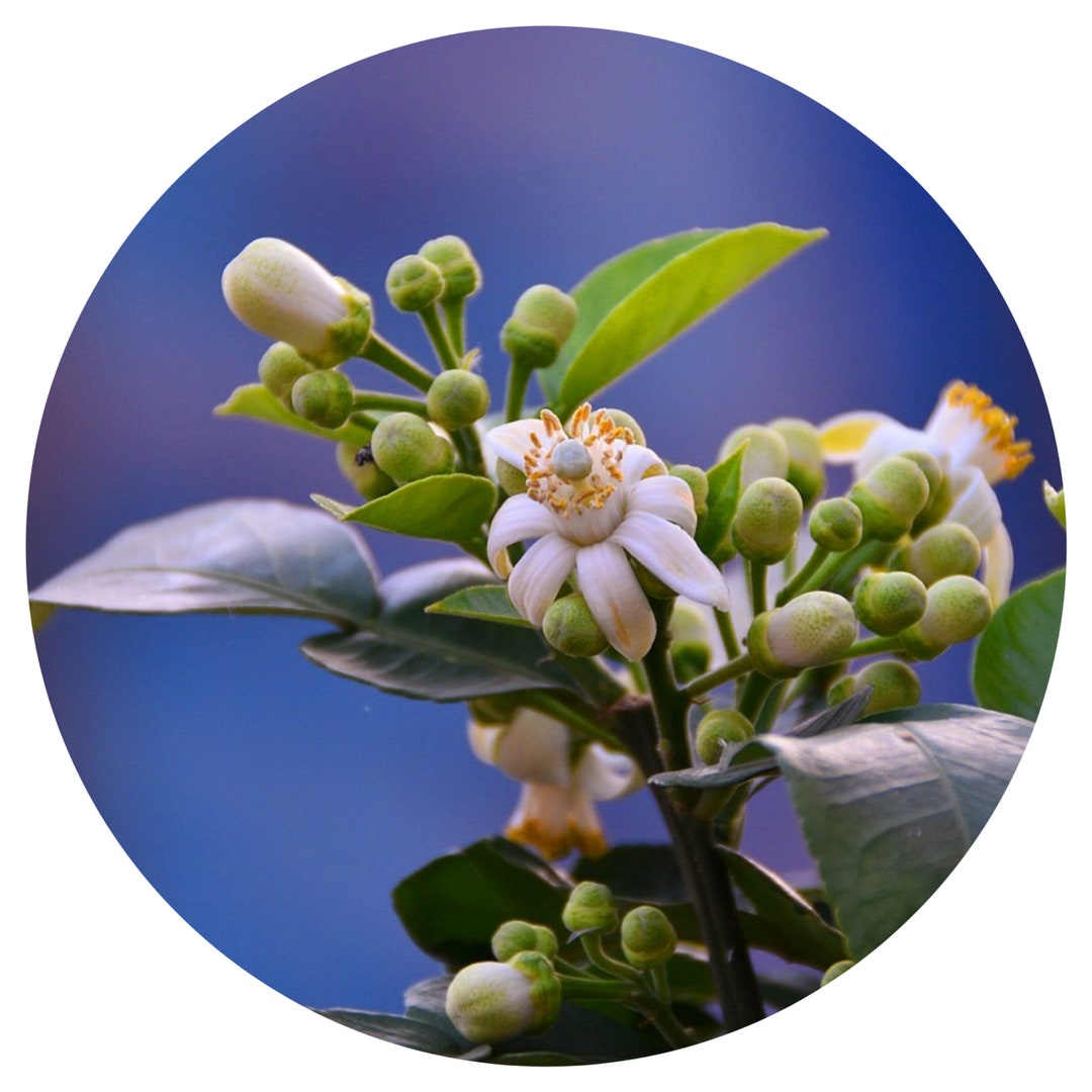 Grapefruit FLOWER Essential Oil Organic Citrus Paradisi Grape Fruit