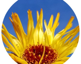 Organic Inula essential oil Sweet graveolens Corsica High grade Corsican Asteraceae Aromatherapy Diffuser