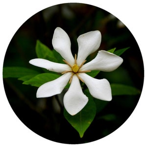 Gardenia Tiare Absolute Oil rare pure undiluted Tahitian Gardenia Tahitensis taitensis Artisan Tahiti floral natural Perfume Perfumery