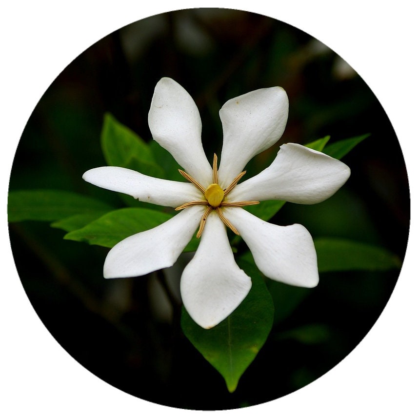 Rare Tiare Essential Oil, (Gardenia taitensis). 100% Pure and natural.